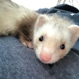 Meet your Posher, Bradley